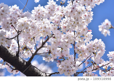 日本の春 満開の桜 109318998