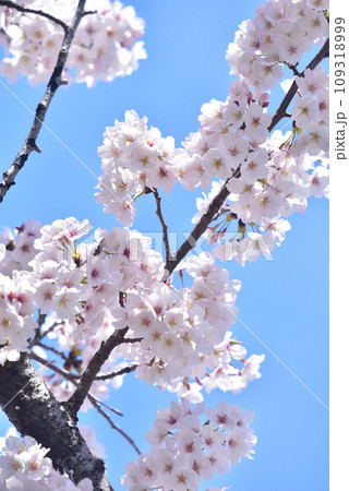 日本の春 満開の桜 109318999