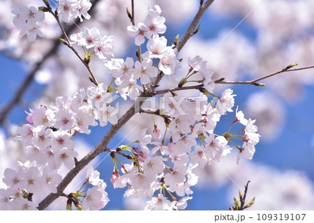 日本の春 満開の桜 日本の春 満開の桜 109319107