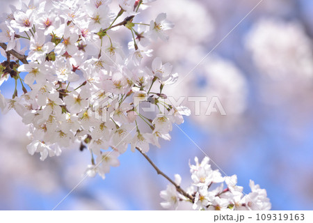 日本の春 満開の桜 109319163