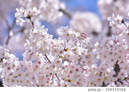 日本の春 満開の桜 日本の春 満開の桜 109319168