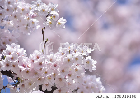 日本の春 満開の桜 109319169