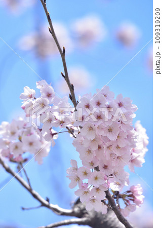 日本の春 満開の桜 109319209