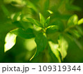 逆光に透ける、若葉 109319344