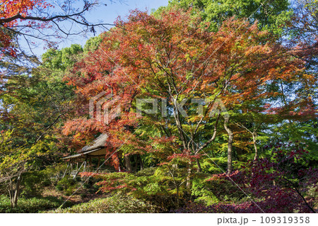 東京都 六義園(りくぎえん) つつじ茶屋 紅葉の風景 特別名勝 東京都 六義園(りくぎえん) つつじ茶屋 紅葉の風景 特別名勝 109319358