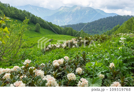rhododendron flowers in the caucasus mountains rhododendron flowers in the caucasus mountains 109319768