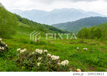 rhododendron flowers in the caucasus mountains 109319821