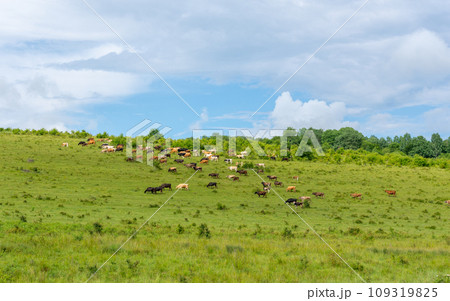 beautiful view of cow pasture in summer beautiful view of cow pasture in summer 109319825
