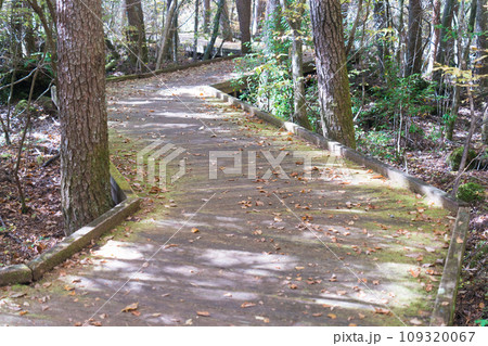 富士の樹海の自然観察路 109320067