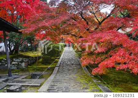 錦秋の京田辺市 一休寺のモミジ参道 109321231