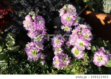 薄紫色のストックの花 109321463