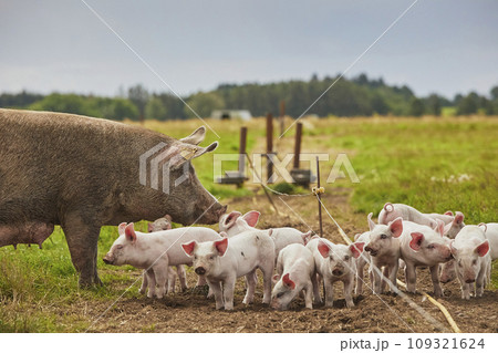 Eco pig farm in the field in Denmark 109321624