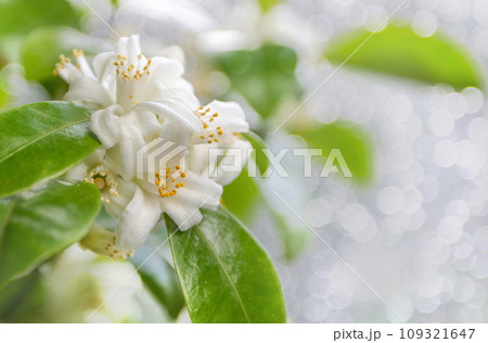 Orange tree white flowers and buds bunch on the blurred bokeh background Orange tree white flowers and buds bunch on the blurred bokeh background 109321647