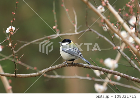 梅の木に佇むシジュウカラ 109321715