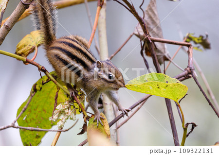 北海道占冠村、エサを探して枝移りするエゾシマリス【10月】 北海道占冠村、エサを探して枝移りするエゾシマリス【10月】 109322131