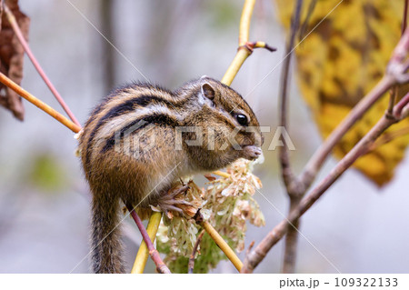 北海道占冠村、木の実を食べるエゾシマリス【10月】 北海道占冠村、木の実を食べるエゾシマリス【10月】 109322133