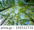 新緑の木々を見上げる 109322716