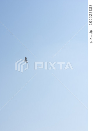 海上を飛ぶ鳥 109322888