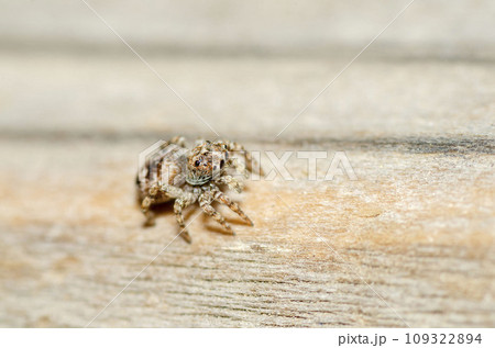 モンシロコゲチャハエトリ 109322894