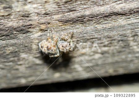 モンシロコゲチャハエトリ モンシロコゲチャハエトリ 109322895