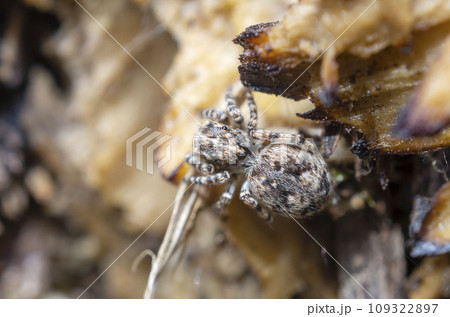 モンシロコゲチャハエトリ モンシロコゲチャハエトリ 109322897