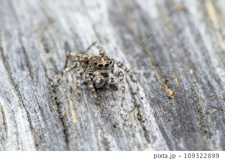 モンシロコゲチャハエトリ モンシロコゲチャハエトリ 109322899