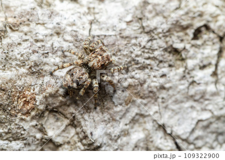 モンシロコゲチャハエトリ モンシロコゲチャハエトリ 109322900