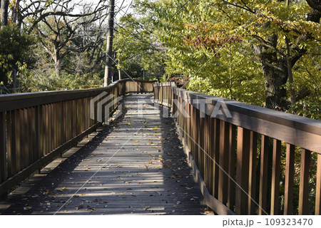 木造の遊歩道 木造の遊歩道 109323470