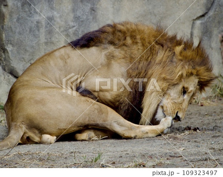 毛繕いするライオン 109323497