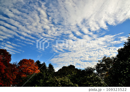 神代植物公園の大木 青空に映えるけやきの紅葉の風景 神代植物公園の大木 青空に映えるけやきの紅葉の風景 109323522