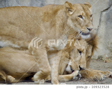 ライオンの夫婦 ライオンの夫婦 109323528