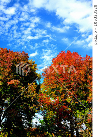 神代植物公園の大木 青空に映えるけやきの紅葉の風景 神代植物公園の大木 青空に映えるけやきの紅葉の風景 109323529