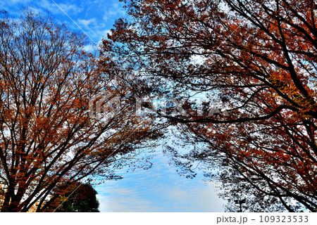 神代植物公園の大木 青空に映えるけやきの紅葉の風景 神代植物公園の大木 青空に映えるけやきの紅葉の風景 109323533