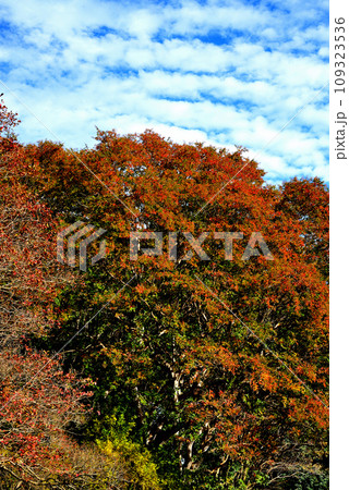 神代植物公園の大木　青空に映えるけやきの紅葉の風景 109323536