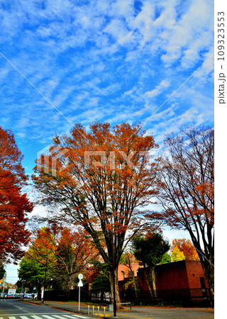 神代植物公園の大木　青空に映えるけやきの紅葉の風景 109323553