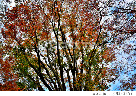 神代植物公園の大木 青空に映えるけやきの紅葉の風景 神代植物公園の大木 青空に映えるけやきの紅葉の風景 109323555