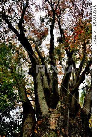 神代植物公園の大木 青空に映えるけやきの紅葉の風景 神代植物公園の大木 青空に映えるけやきの紅葉の風景 109323556