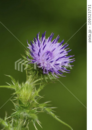 Vertical closeup on the soft purple flower of a curly plumeless thistle, Carduus crispus Vertical closeup on the soft purple flower of a curly plumeless thistle, Carduus crispus 109323731