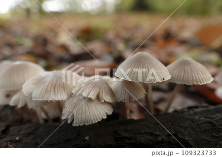 Closeup on the grey , fragile looking Angel's Bonnet mushroom, Mycena arcangeliana in the forest Closeup on the grey , fragile looking Angel's Bonnet mushroom, Mycena arcangeliana in the forest 109323733