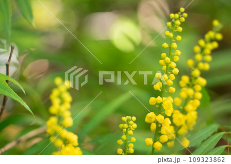 黄色いキンミズヒキの花【秋】 109323862