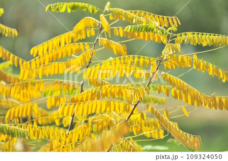 綺麗な色に黄葉したイタチハギの葉 109324050