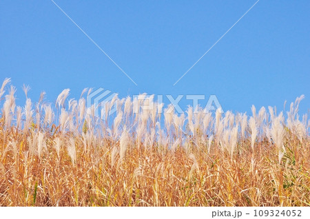 青空に映えるススキ 109324052
