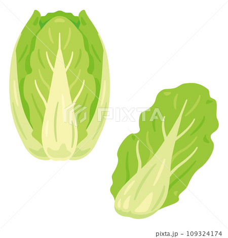 白菜セット 109324174