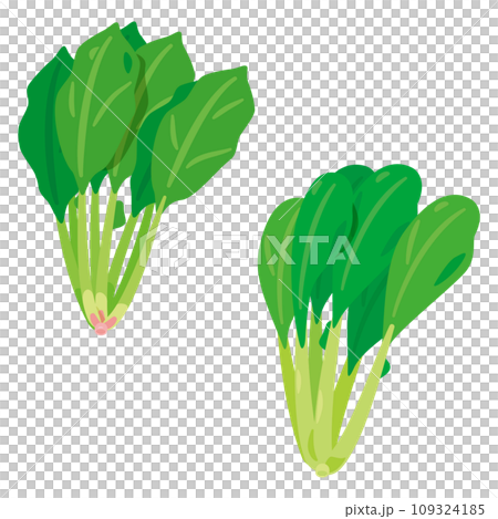 ほうれん草と小松菜セット ほうれん草と小松菜セット 109324185