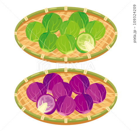 ザルに盛られた芽キャベツと紫芽キャベツセット 109324209