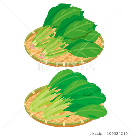 ザルに盛られたほうれん草と小松菜セット ザルに盛られたほうれん草と小松菜セット 109324210