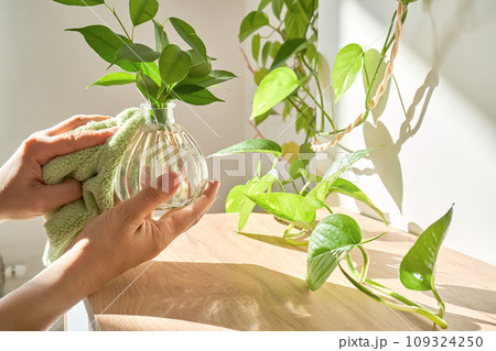A woman's hand wipes a glass vase with a sprout with a soft plush rag. A woman's hand wipes a glass vase with a sprout with a soft plush rag. 109324250