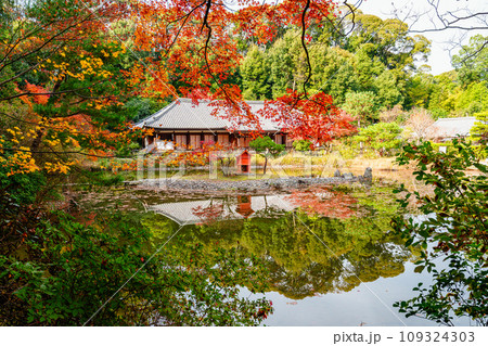 【京都府】木津川市 浄瑠璃寺 (2023/11/29 撮影) 【京都府】木津川市 浄瑠璃寺 (2023/11/29 撮影) 109324303