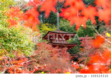 【京都府】木津川市 浄瑠璃寺 (2023/11/29 撮影) 【京都府】木津川市 浄瑠璃寺 (2023/11/29 撮影) 109324310
