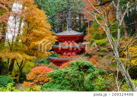 【京都府】木津川市 岩船寺 (2023/11/29 撮影) 【京都府】木津川市 岩船寺 (2023/11/29 撮影) 109324406
